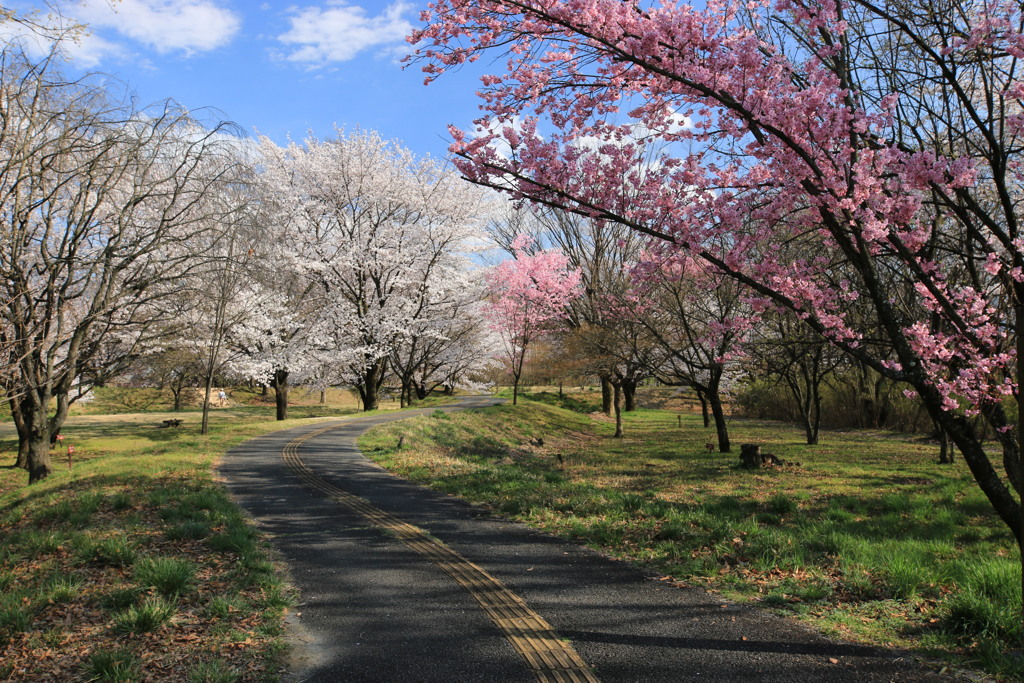 桜公園・1