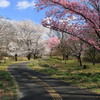 桜公園・1