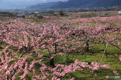 花見　Ⅰ