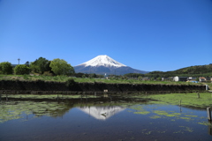 「クレソン田んぼ」に富士