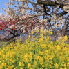 春爛漫（風に揺れて）