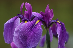 露花