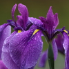 露花