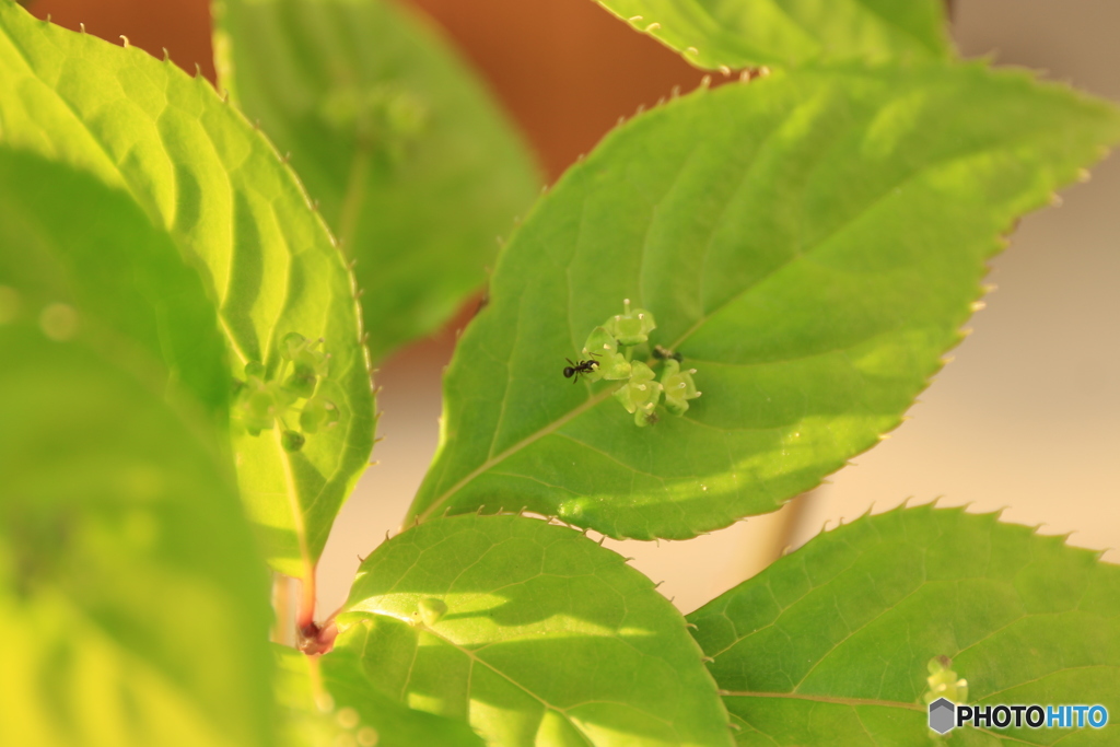 我が家の庭（花筏）