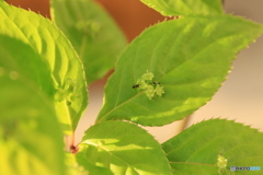 我が家の庭（花筏）