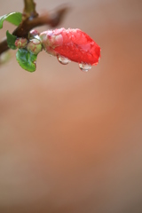 雨あがりの庭・Ⅰ