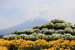富士には花が良く似合う！