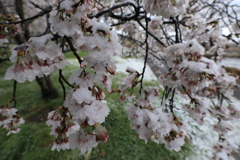 春の雪（桜）