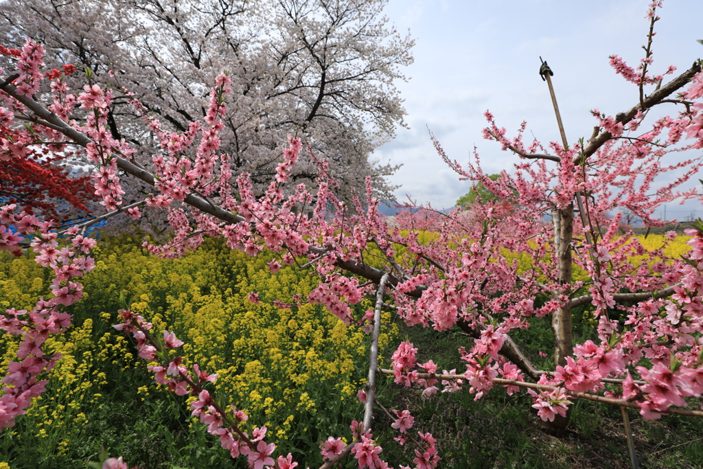 桃の花も満開