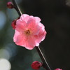 最後の梅
