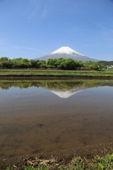 富士山麓田植えの準備〃