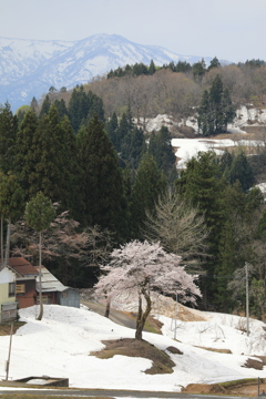 棚田の雪中桜・3