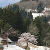 棚田の雪中桜・3