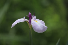 花菖蒲