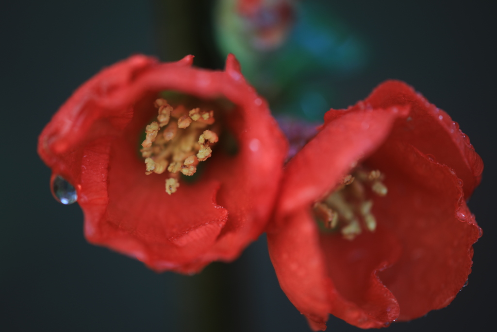 ボケの花