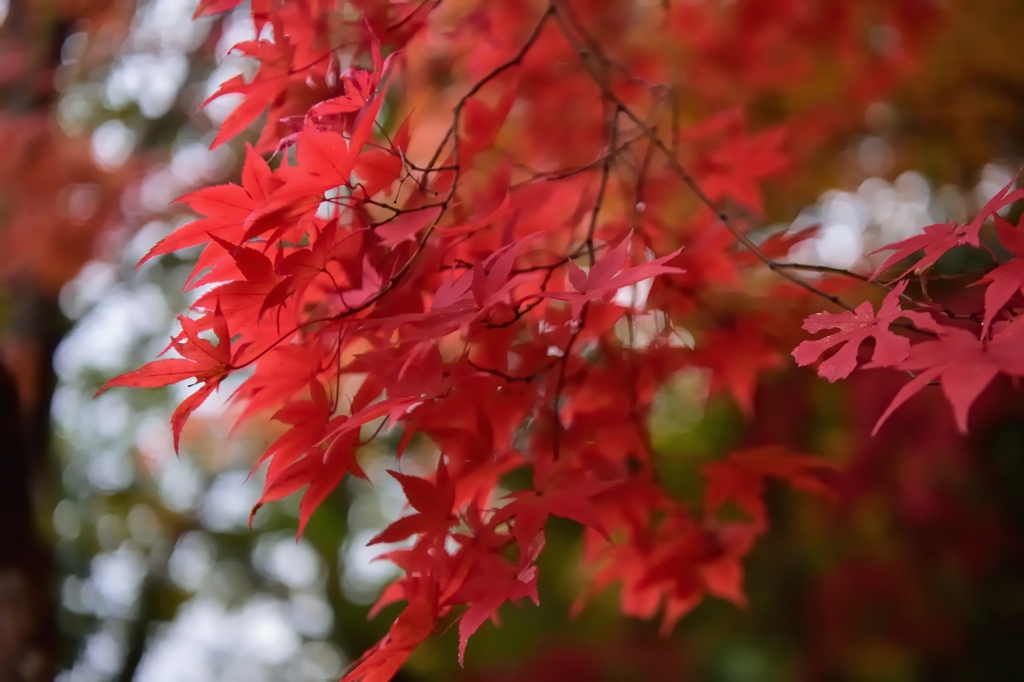 紅葉