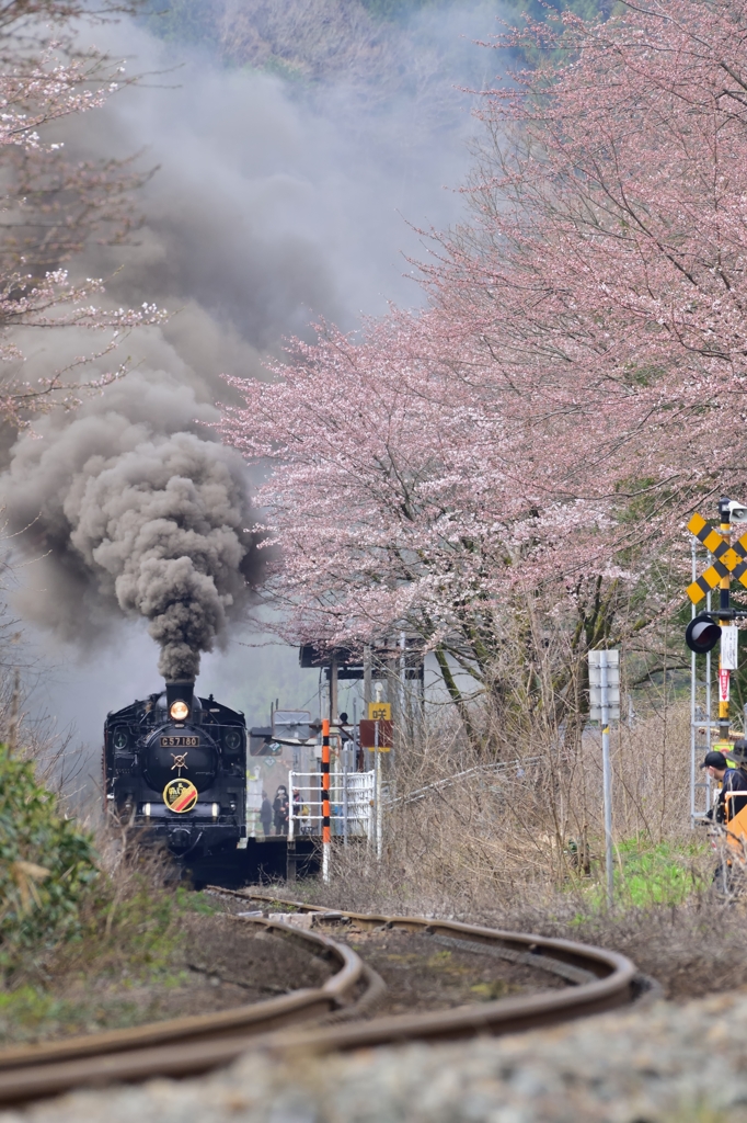 C57 180 と　桜のコラボ