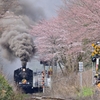 C57 180 と　桜のコラボ