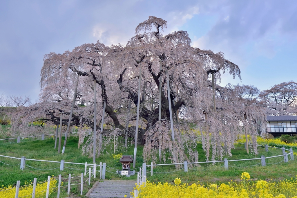 今年の「三春の滝桜」