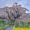 今年の「三春の滝桜」