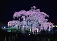 三春の滝桜ライットアップ