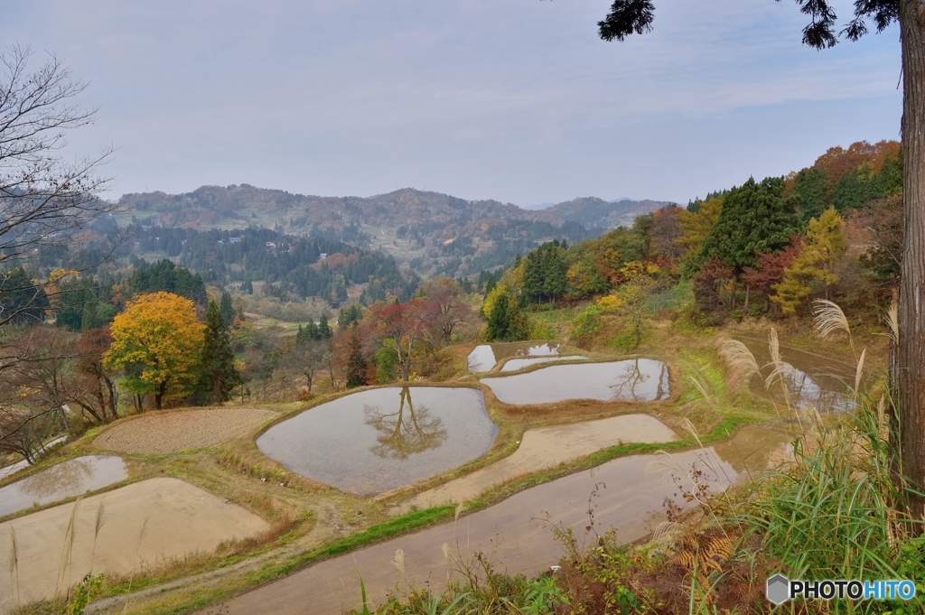 儀明の棚田」ちょっと遅かった