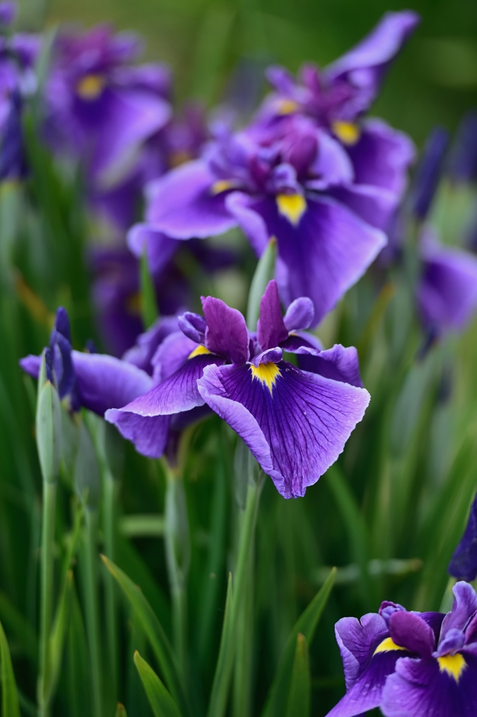 花菖蒲