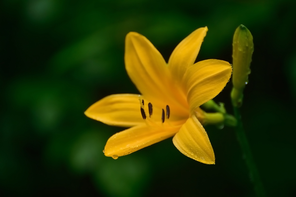 一日花　ニッコウキスゲ