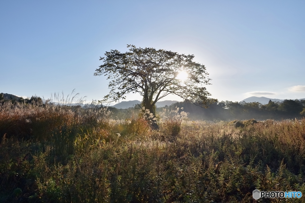 存在感のある「胡桃の木」