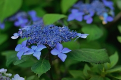我が家の紫陽花