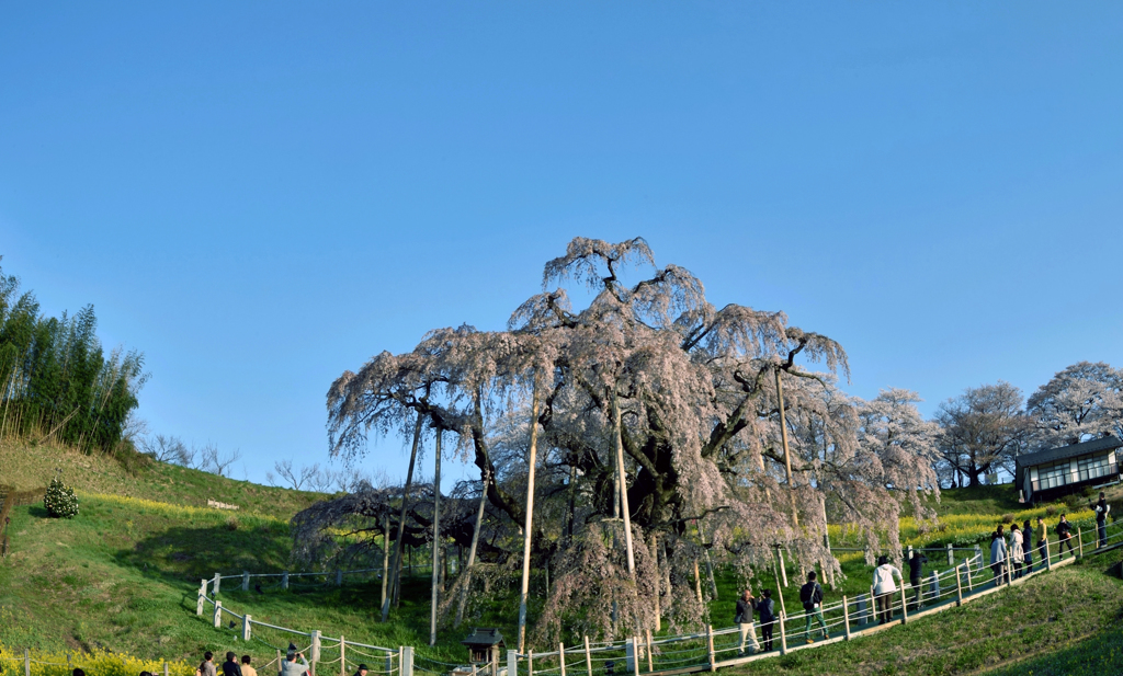 福島　三春の滝桜