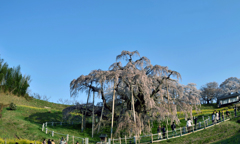 福島 三春の滝桜