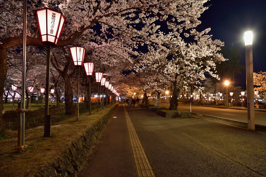 新潟　高田の夜桜Ⅴ