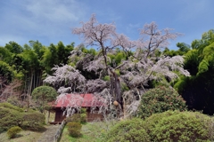 雪村の桜