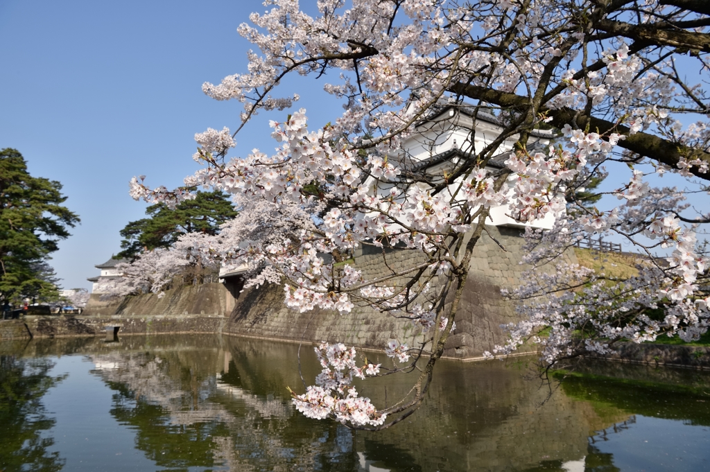 城址公園の桜・・・ 