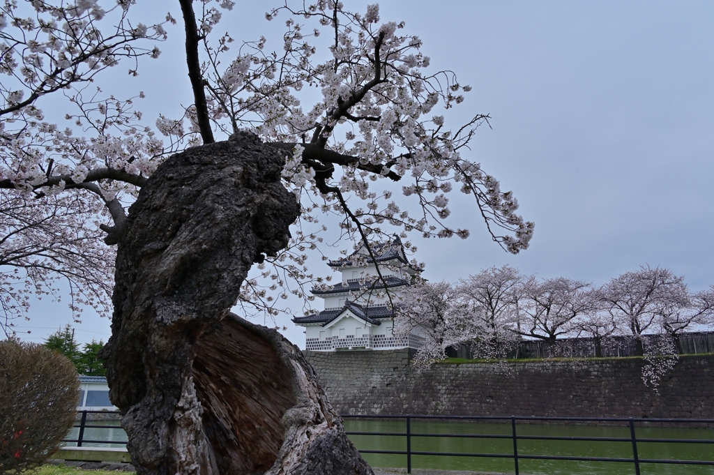 新発田城址公園　桜・・・