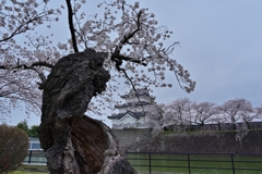 新発田城址公園　桜・・・