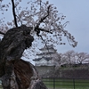 新発田城址公園　桜・・・