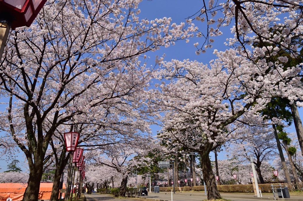 高田の桜