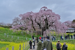 三春の滝桜