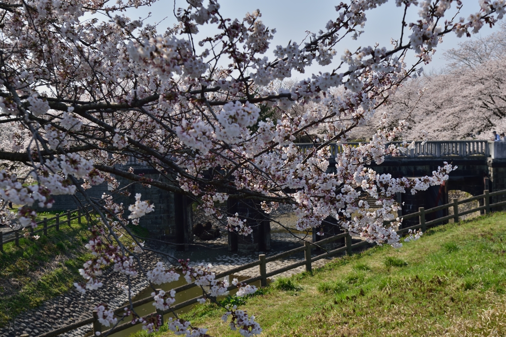 新潟　加治川の桜