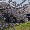 新潟　加治川の桜