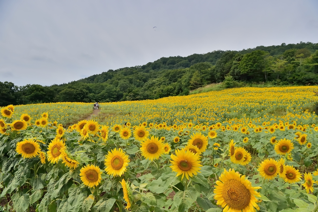 三ノ倉高原ひまわり畑