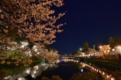 新潟　高田の夜桜Ⅱ