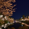 新潟　高田の夜桜Ⅱ