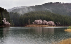 中子の桜