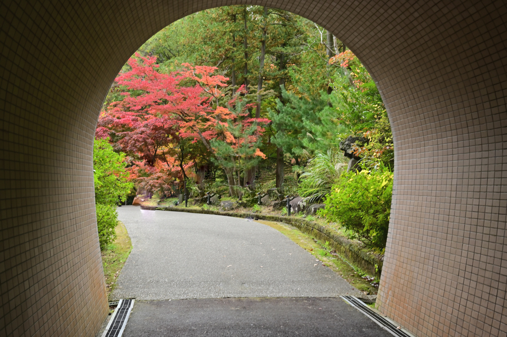 新潟県　弥彦　もみじ谷
