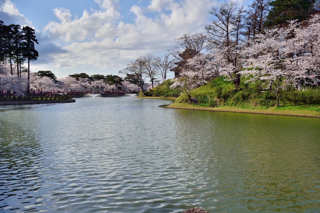 桜今年はコロナで写せるか心配です