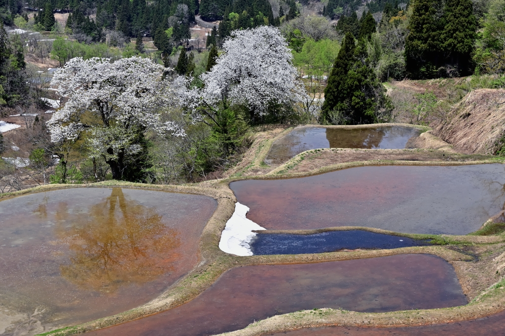 儀明の桜