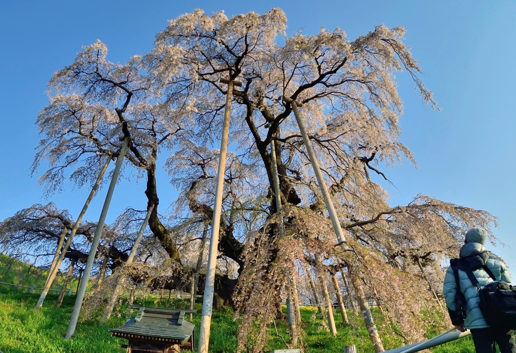 福島　三春の滝桜Ⅱ